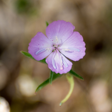 Punchbowl clarkia - Clarkia bottae