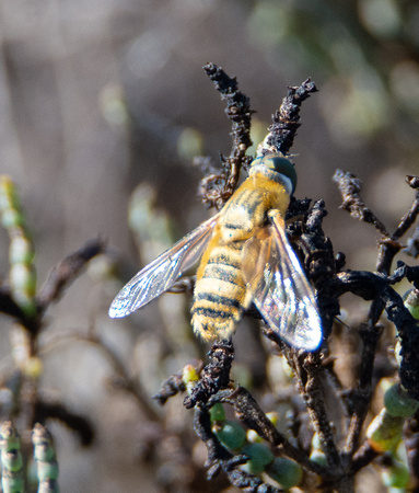 Bee fly - Villa sp.