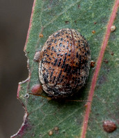 Australian tortoise beetle - Trachymela sloanei