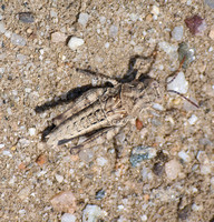 Saussure's Desert Grasshopper - Derotmema saussureanum