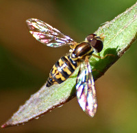 Western Calligrapher -Toxomerus occidentalis