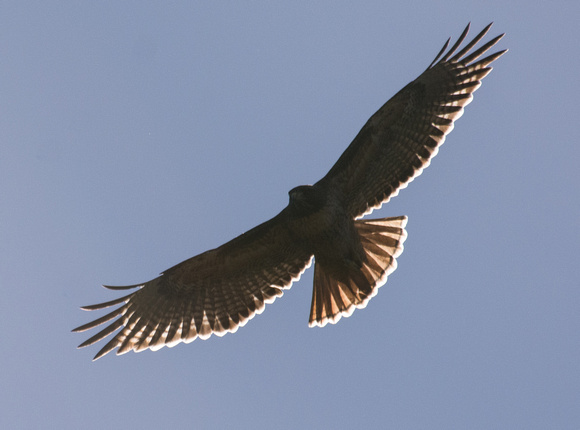 Red-tailed Hawk - Buteo jamaicensis