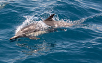 Long-beaked common dolphin - Delphinus capensis