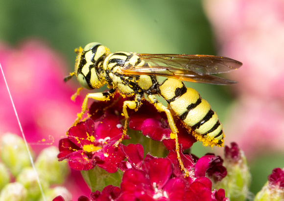 Beewolf - Philanthus sp.