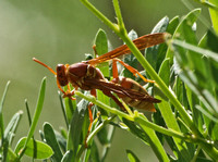 Paper wasp - Polistes apachus?