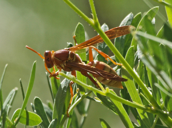 Paper wasp - Polistes apachus?