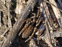Wolf spider - Lycosa sp.