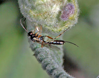 Ichneumon wasp 3 - Unidentified sp.
