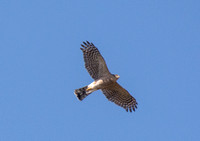 Sharp-shinned Hawk - Accipiter striatus