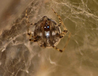 House spider - Parasteatoda tepidariorum
