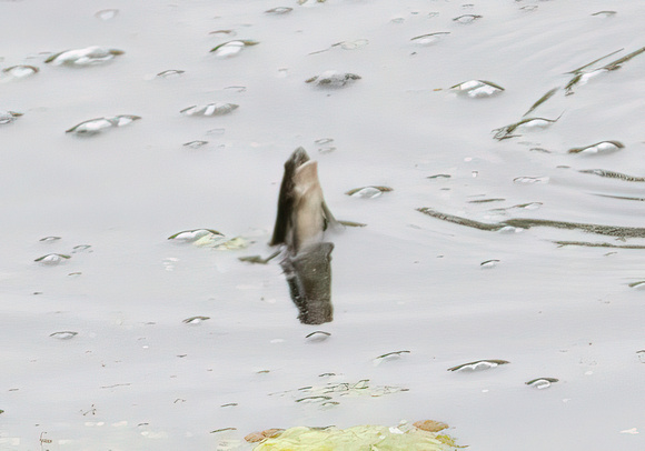 African Clawed Frog - Xenopus laevis (tadpole)