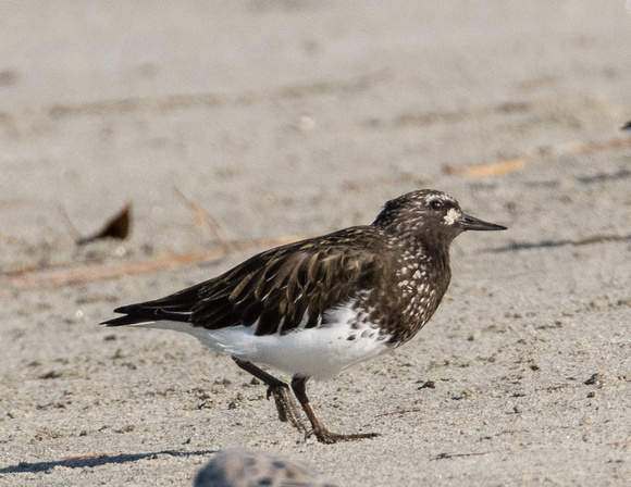 Black Turnstone - Arenaria melanocephala