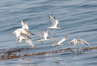 Elegant Tern - Thalasseus elegans