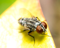 Satellite fly - Unidentified sp. - Subfamily Miltogramminae