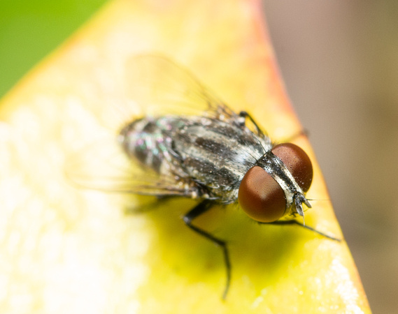 Satellite fly - Unidentified sp. - Subfamily Miltogramminae