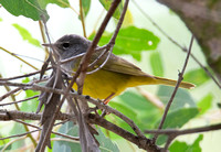 MacGillivray's Warbler - Geothlypis tolmiei