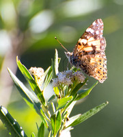 Painted lady - Vanessa cardui