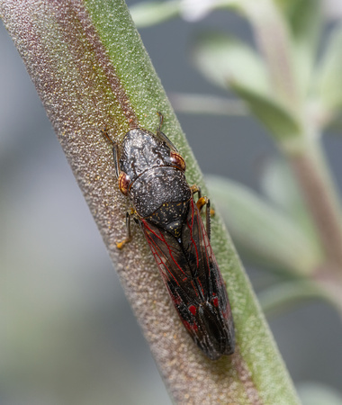 Glassy-winged sharpshooter - Homalodisca vitripennis