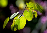 Sylvia's Mountain Tree Class at Rancho Santa Ana