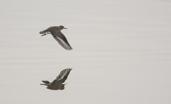 Spotted Sandpiper - Actitis macularia