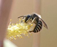 Bee 1 - Family Colletidae??