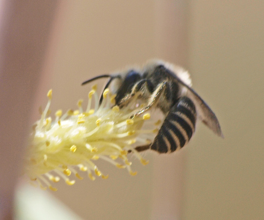 Bee 1 - Family Colletidae??