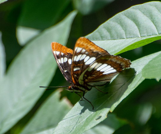 Lorquin's admiral - Limenitis lorquini