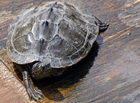 False map turtle - Graptemys pseudogeographica