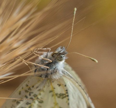 Sara orangetip - Antocharis sara