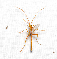 Short-tailed Ichneumon Wasp - Ophion sp.