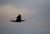 Brandt's Cormorant - Urile penicillatus