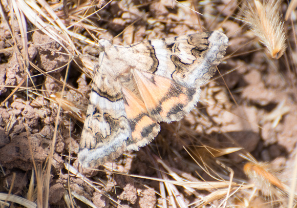 Erebid moth - Drasteria howlandii