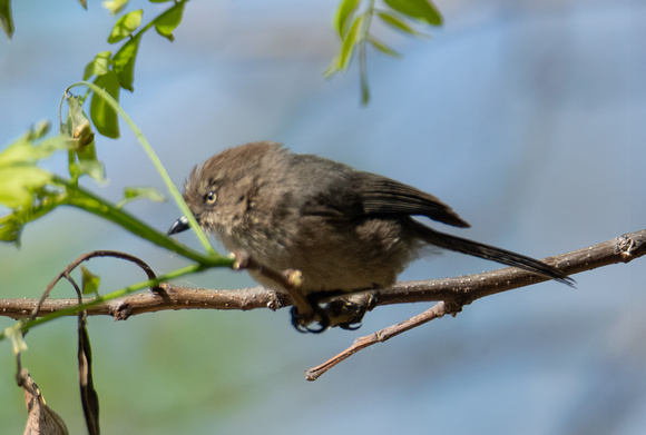 Bushtit - Psaltriparus minimus