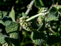 White Horehound - Marrubium vulgare