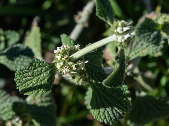 White Horehound - Marrubium vulgare