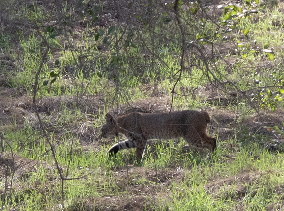 Bobcat - Lynx rufus