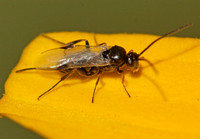 Braconid wasp 4- Unidentified sp. (Subfamily Microgastrinae)