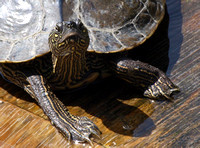 False map turtle - Graptemys pseudogeographica