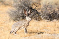 Black-tailed Jackrabbit - Lepus californicus