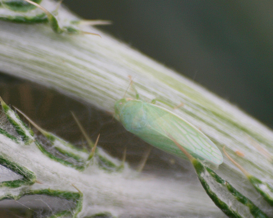 Leafhopper - Unidentified sp.