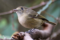 Hutton's Vireo - Vireo huttoni