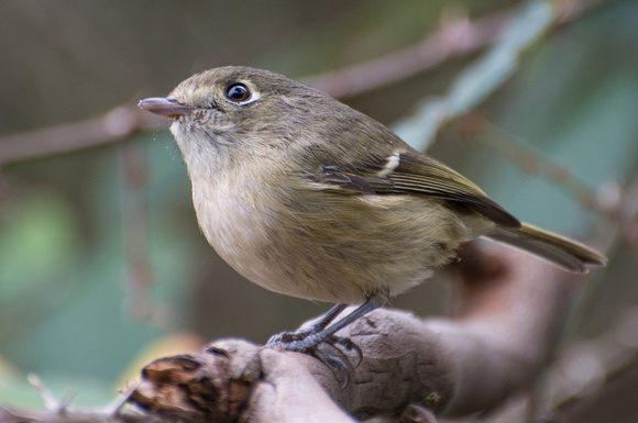 Hutton's Vireo - Vireo huttoni