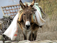 Laden