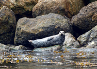 Harbor seal - Phoca vitulina