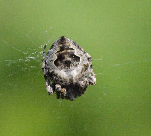 Orb weaver - Eustala sp.