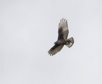 Zone-tailed Hawk - Buteo albonotatus