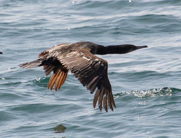 Brandt's Cormorant - Urile penicillatus