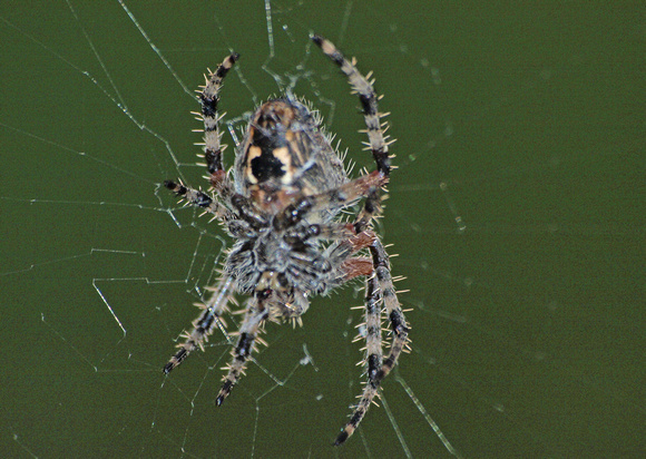 Cross orb weaver - Araneus gemma