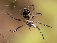 Silver argiope - Argiope argentata