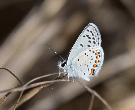 Acmon blue - Icaricia acmon